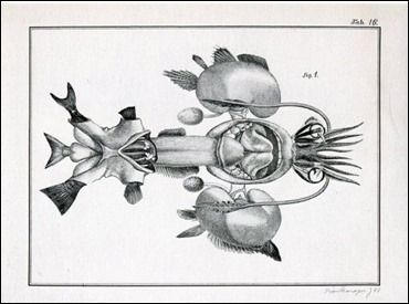 Uno de los muy particulares collages de Svankmajer