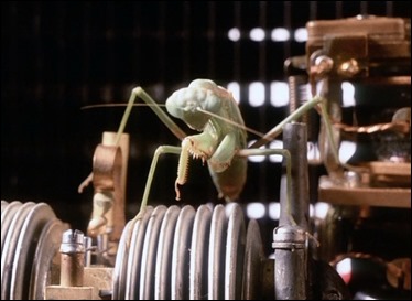 La mantis acecha a la horniga sin saber que ella tambien esta siendo acechada