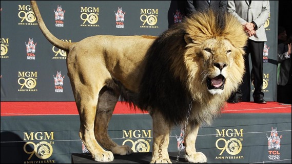 Mi felino favorito, el leon de la Metro