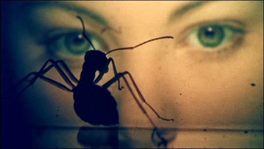 y las hormigas dominaran al hombre. Sucesos en la IV fase